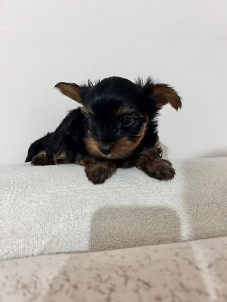 Regala dei cuccioli di Yorkshire | Foto 1