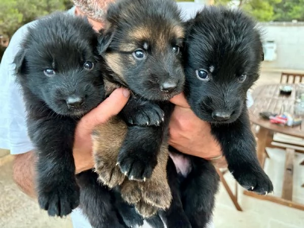 Cuccioli di Pastore Tedesco a pelo lungo | Foto 1