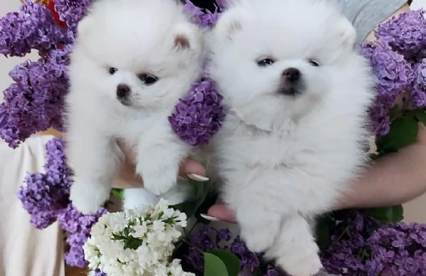 Spitz pomerania maschio e femmina