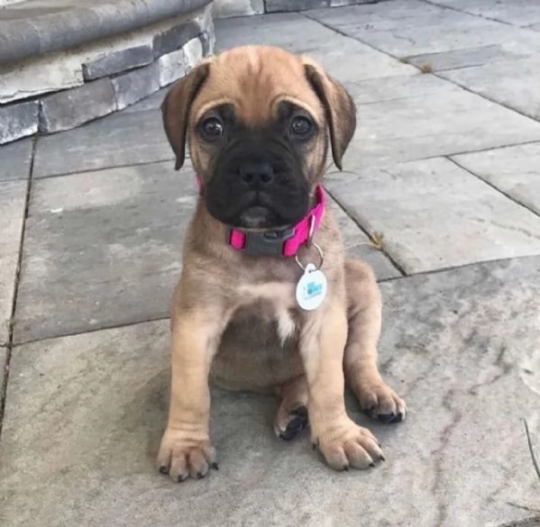 cuccioli di BullMastiff femminucce e maschietti disponibili  i cuccioli sono vaccinati sverminati c