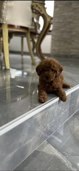 Toy dogs and mini poodles