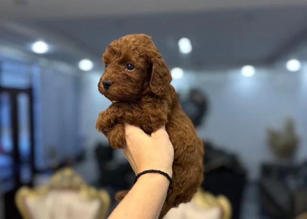 Toy dogs and mini poodles | Foto 3