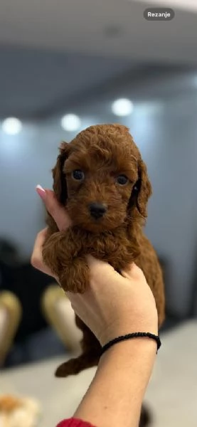 Toy dogs and mini poodles | Foto 2