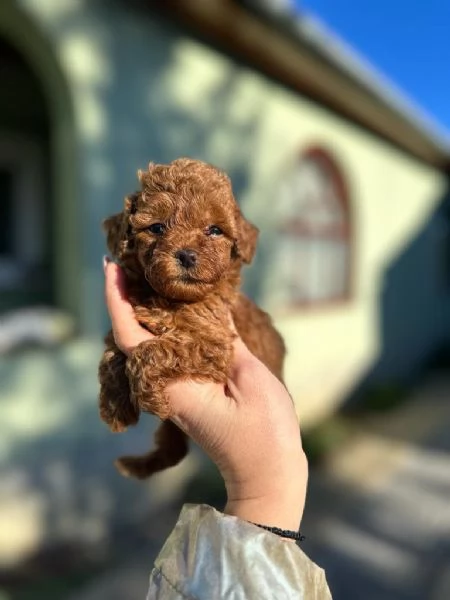 Toy dogs and mini poodles | Foto 1