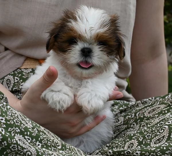 SHIH TZU CUCCIOLI PEDIGREE ENCI