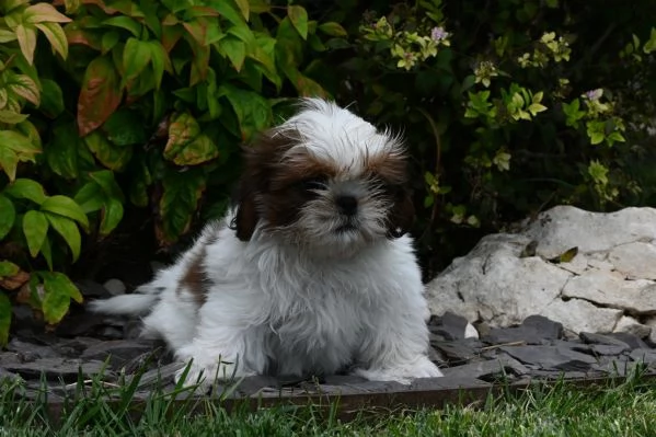 SHIH TZU CUCCIOLI PEDIGREE ENCI | Foto 5
