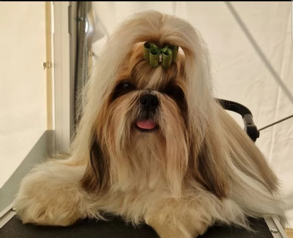SHIH TZU CUCCIOLI PEDIGREE ENCI | Foto 4