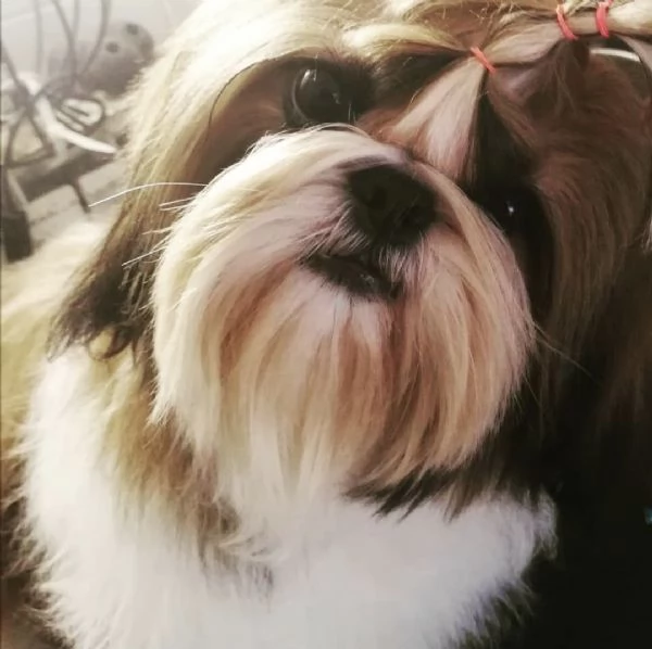 SHIH TZU CUCCIOLI PEDIGREE ENCI | Foto 3