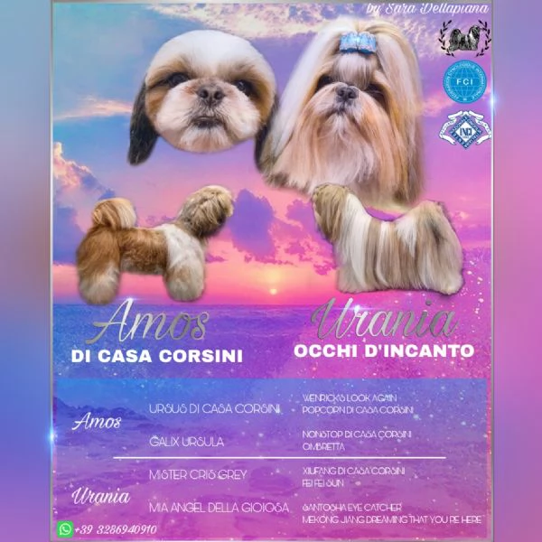SHIH TZU CUCCIOLI PEDIGREE ENCI | Foto 2