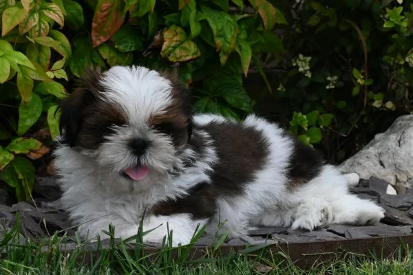 SHIH TZU CUCCIOLI PEDIGREE ENCI | Foto 1