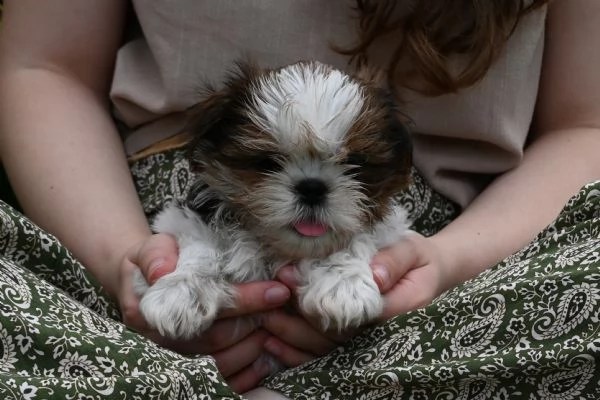 SHIH TZU CUCCIOLI PEDIGREE ENCI | Foto 0