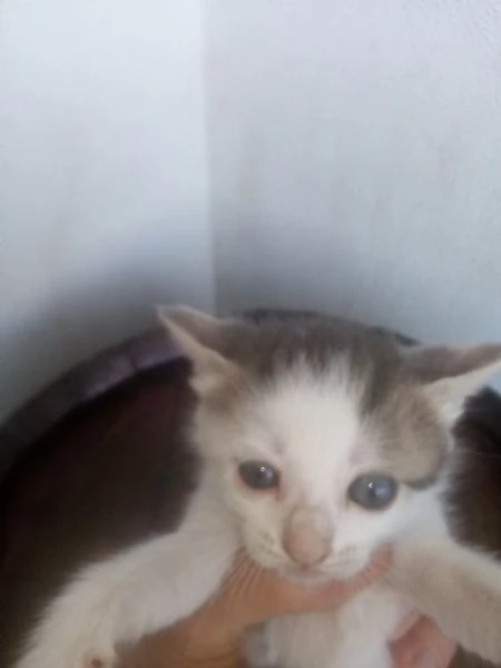 Gattini in adozione | Foto 4