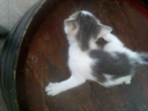 Gattini in adozione | Foto 3