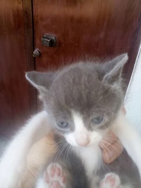 Gattini in adozione | Foto 2