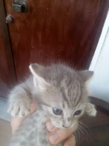 Gattini in adozione | Foto 1