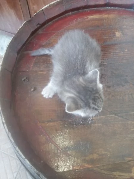 Gattini in adozione | Foto 0