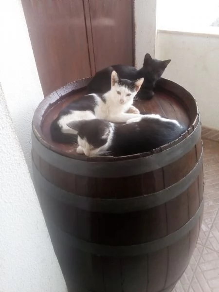 Gattini in adozione  | Foto 2