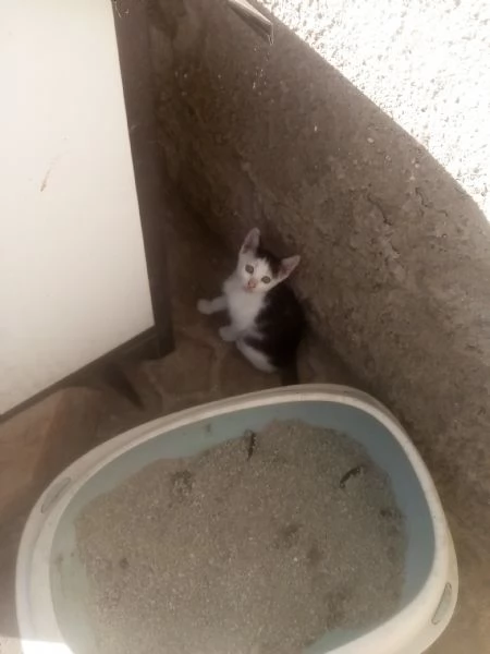 Gattini in adozione  | Foto 2