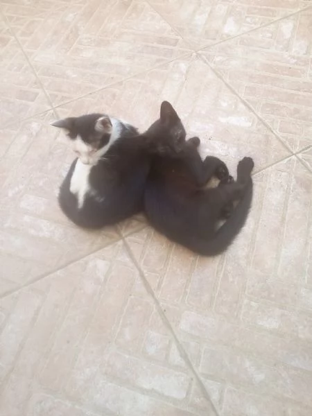 Gattini in adozione 