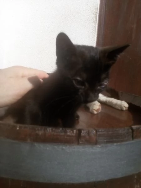 Gattini in adozione  | Foto 1