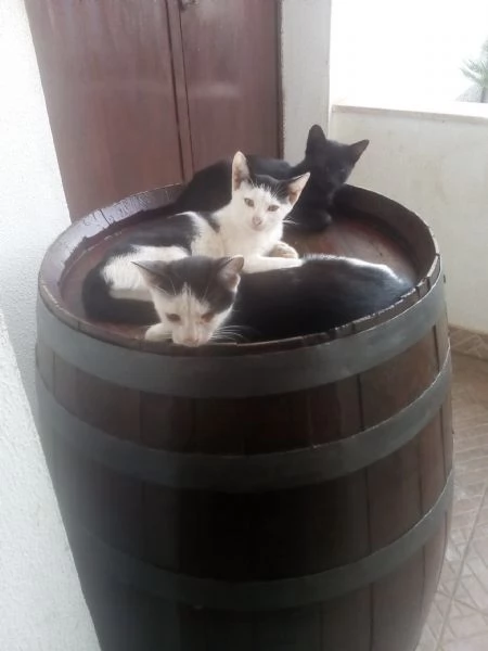 Gattini in adozione  | Foto 0