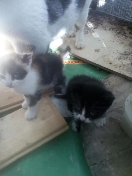 Gattini per adozione | Foto 3