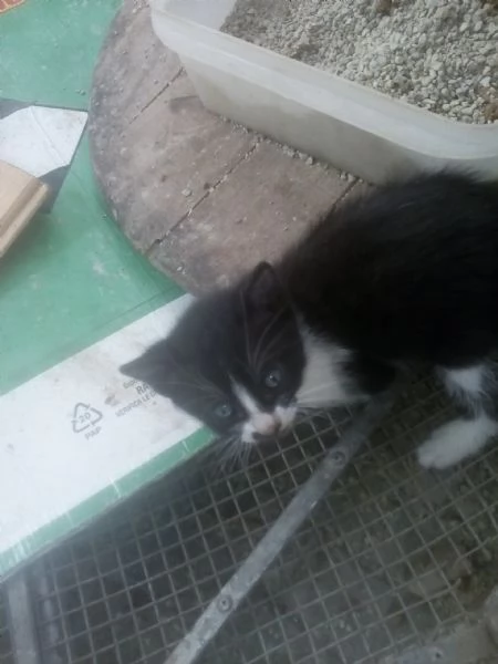 Gattini per adozione | Foto 2