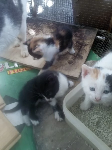 Gattini per adozione
