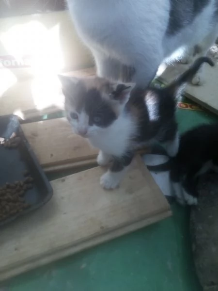 Gattini per adozione | Foto 0
