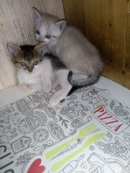 Gattini per adozione | Foto 3