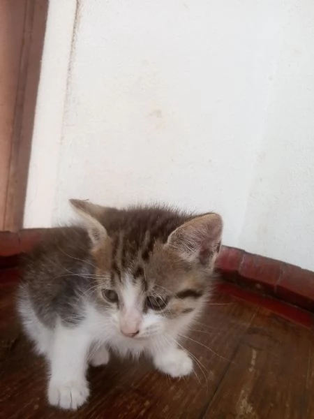 Gattini per adozione | Foto 0