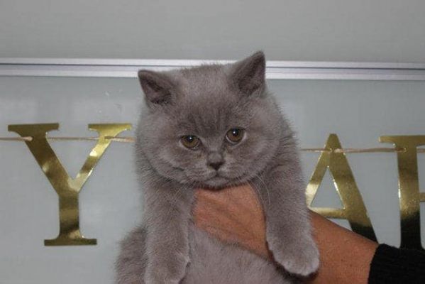 Cuccioli di British Shorthair 