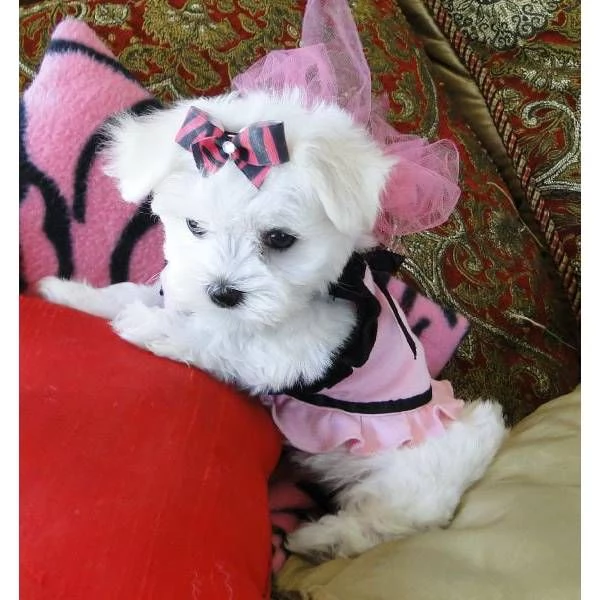 CUCCIOLI DI MALTESE MINI TOY