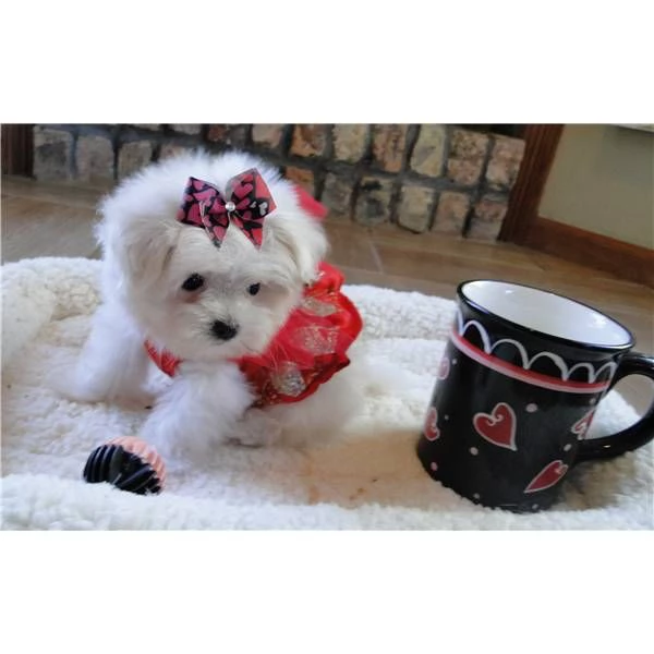CUCCIOLI DI MALTESE MINI TOY
