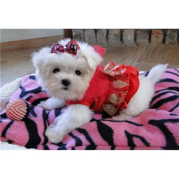 CUCCIOLI DI MALTESE MINI TOY