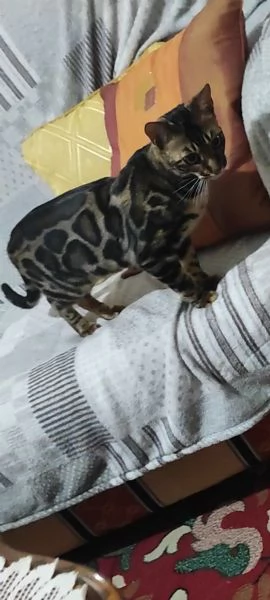 Cucciolo di 10 mesi
