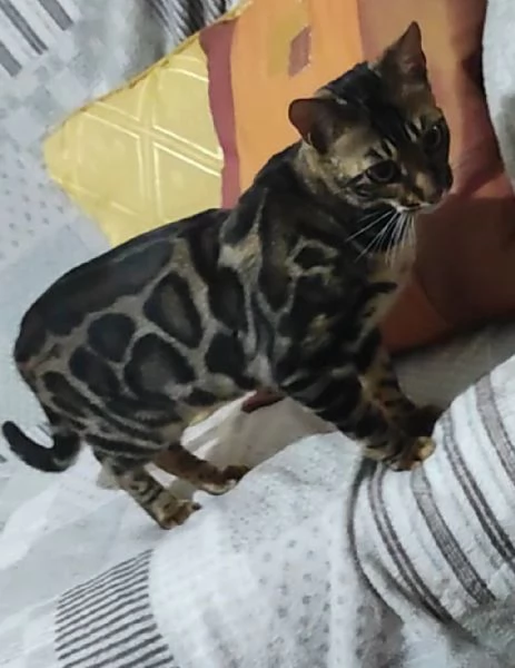 Cucciolo di 10 mesi | Foto 4