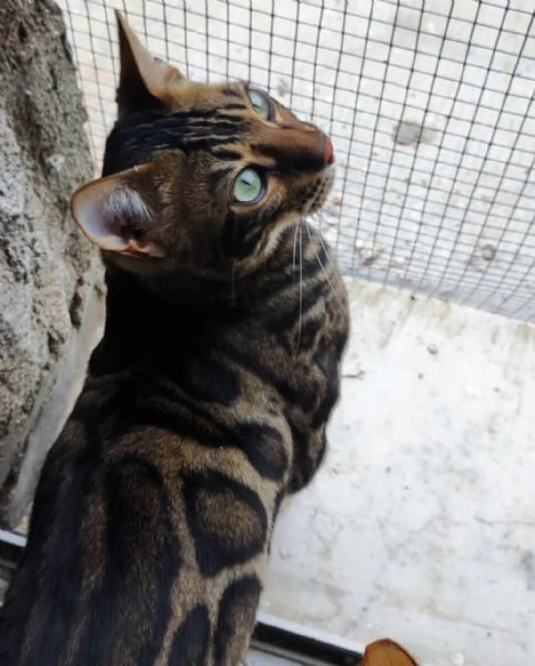 Cucciolo di 10 mesi | Foto 1