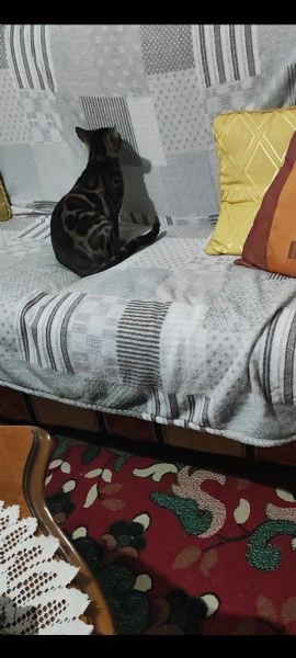 Cucciolo di 10 mesi | Foto 0