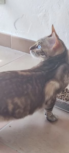 Cucciolo di dieci mesi castrato  | Foto 1