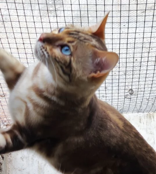 Cucciolo di dieci mesi castrato  | Foto 0