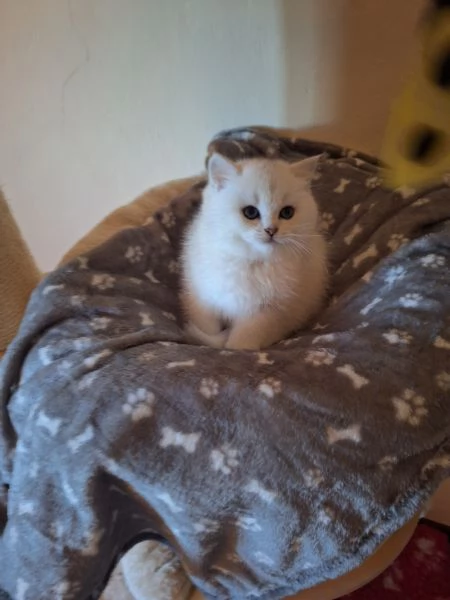 Mirtilla cerca casa | Foto 2