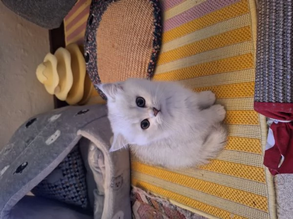 Mirtilla cerca casa | Foto 1