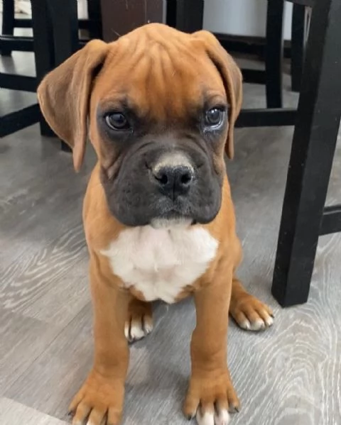 Cuccioli di Boxer di 3 mesi