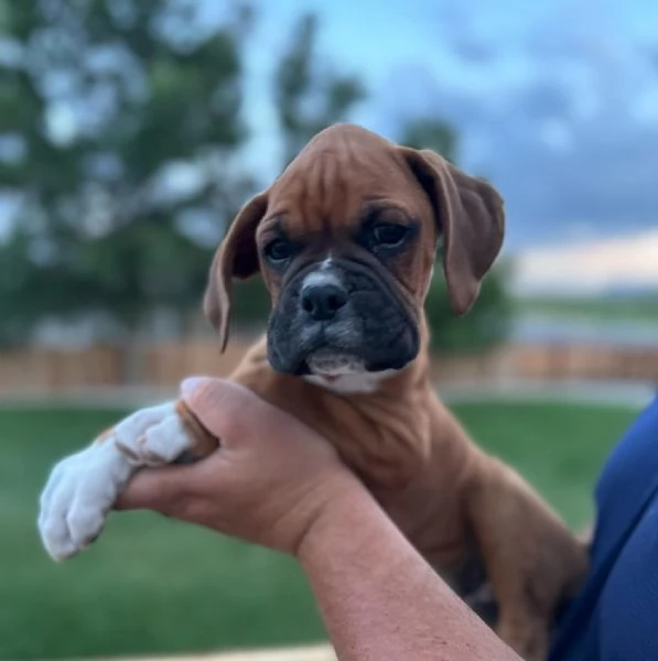 Cuccioli di Boxer di 3 mesi | Foto 0