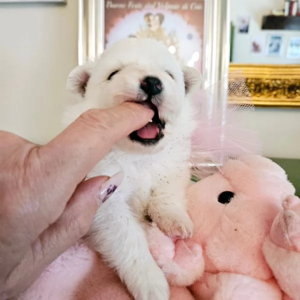 Cuccioli di volpino italiano  | Foto 2