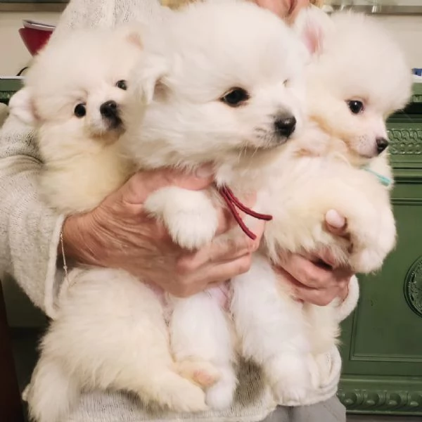 Cuccioli di volpino italiano  | Foto 0