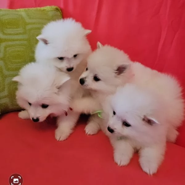 Cuccioli di volpino italiano 