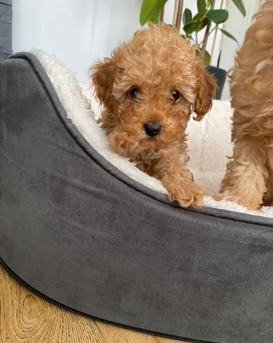 Regala cuccioli di Barboncino | Foto 3
