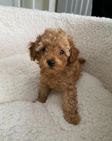 Regala cuccioli di Barboncino | Foto 2